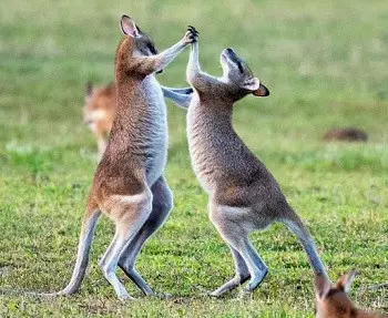 Unveiling the Surprising Truth Behind Kangaroo Boxing