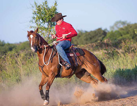 How to Prevent a Horse From Bolting Through the Bit: 5 Powerful Techniques