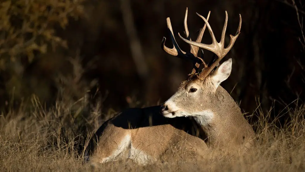 Where Do Deer Sleep When It Rains