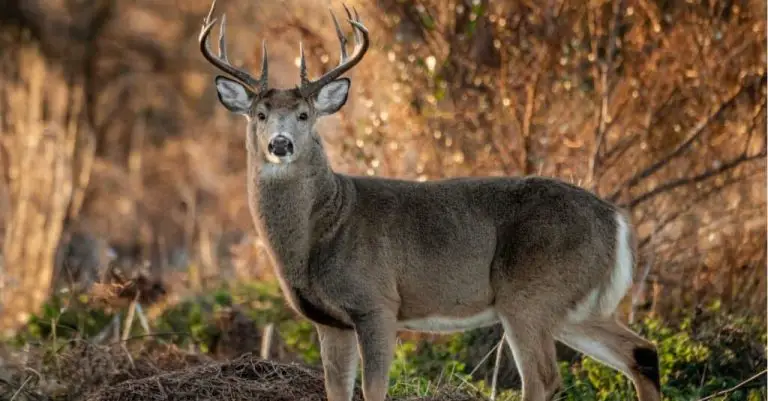 How Old Do Whitetail Deer Live?