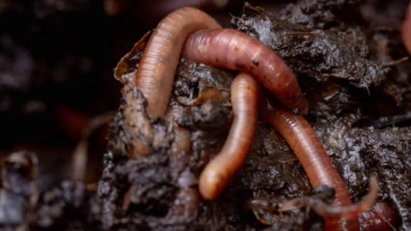 Why Do Earthworms Die When Salt Is Sprinkled On Them?