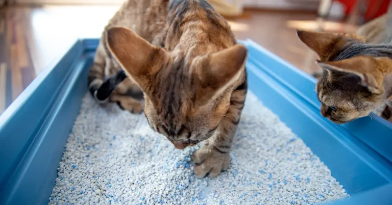 Why My Cat is Not Using the Litter Box? Troubleshooting Tips, Tricks & Solutions!