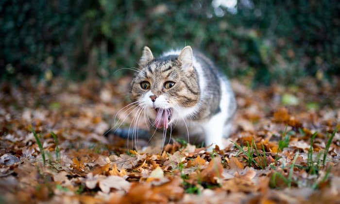 Why My Cat Is Throwing Up Undigested Food?