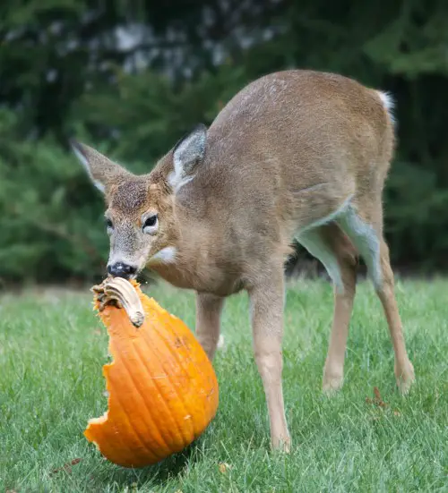 Do Deer Eat Gourds?