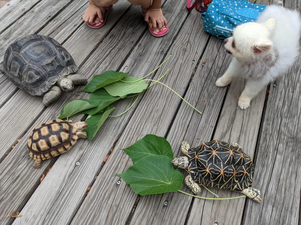 Do Turtles Make Friends